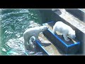Белые медвежата/Один плавает, другой не хочет. Июнь 2019