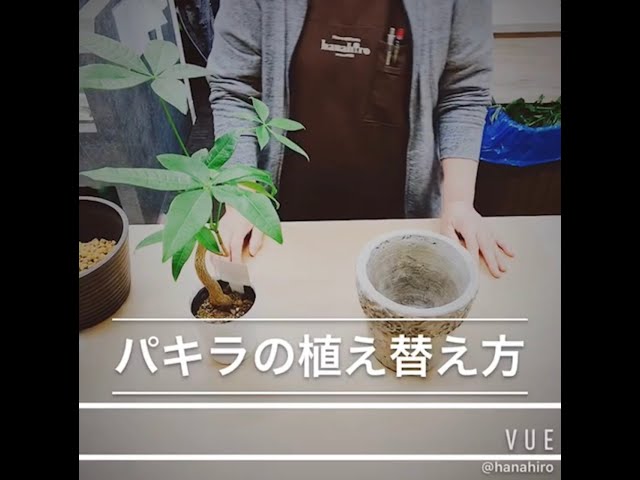 お部屋がおしゃれに 観葉植物 パキラ の植え替え方法 Youtube お部屋がおしゃれに 観葉植物 パキラ の植え替え方法 Youtube