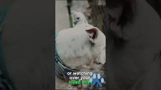 Ultimate Guardian Dog Traits What Makes Them Unbeatable?