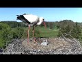 16:00 Uhr bis 19:00 Uhr 02.05.2026 Storchennest Altlandsberg (Storchenkamera)