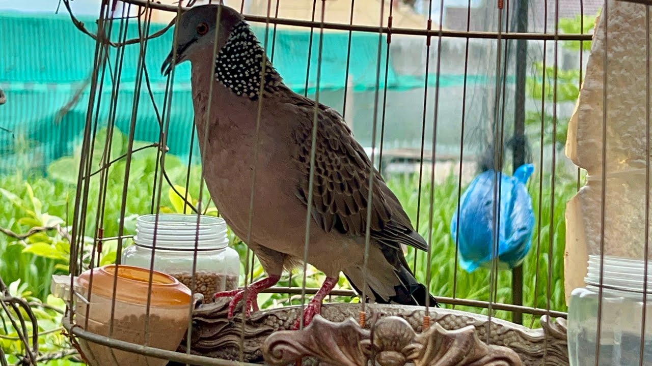 Thanh lý cu mồi,bổi nổi hàng siêu đẹp giá rẻ (0377426321)