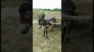 😱#donkey is doing hard work in summer weather 😱😱