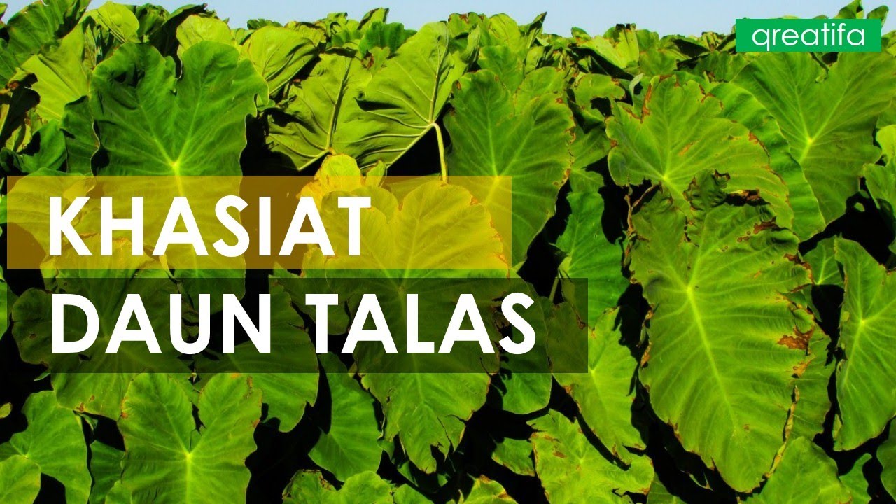 9 Khasiat Daun Talas Untuk Kesehatan Yang Menakjubkan 