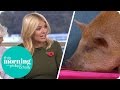 Holly Is Slightly Nervous Of Pampered Pig Penny | This Morning