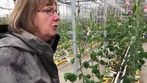 2nd Day of Topas training at WUC