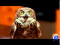 Umeed Hain-09 2014 (Animals Budget)