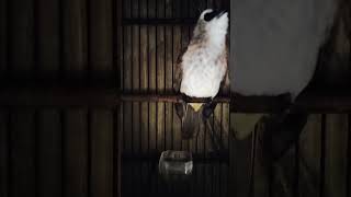 Download Lagu Jos buat pancingan trucukan#pancingantrucukgacor #pancingantrucukanagarropel#ropel #trucukanfighter MP3