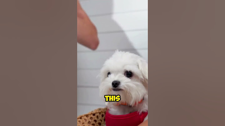Dogs can indeed reflect their owners emotions and behavior