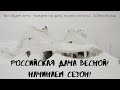 Российская дача ранней весной! Открываем сезон!