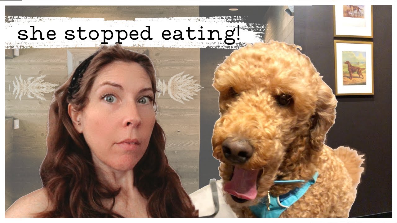 My Service Dog Won t Eat Vet Visit Book Launch More servicedog my-service-dog-won-t-eat-vet-visit-book-launch-more-servicedog
