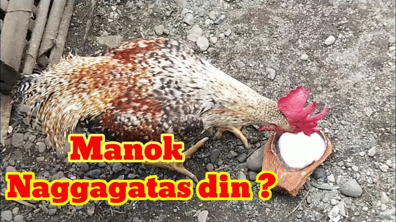 Tandang na Manok umiinom din ng gatas? #tandangnamanok #shorts #gatas ...