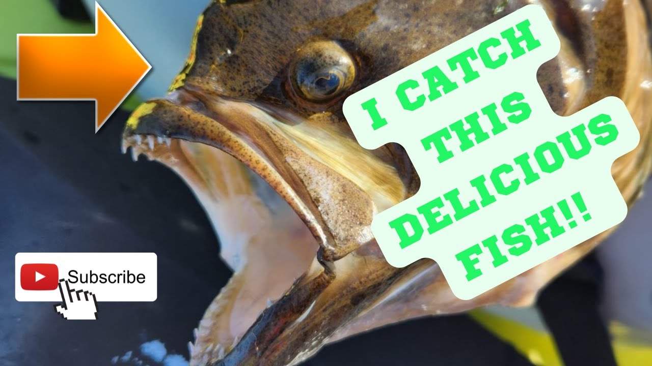 A KEEPER HALIBUT Out Of Mission Bay, SAN DIEGO 2 ROD Halibut fishing