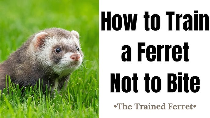 How to Litter Train Your Ferret: 13 Training Tips