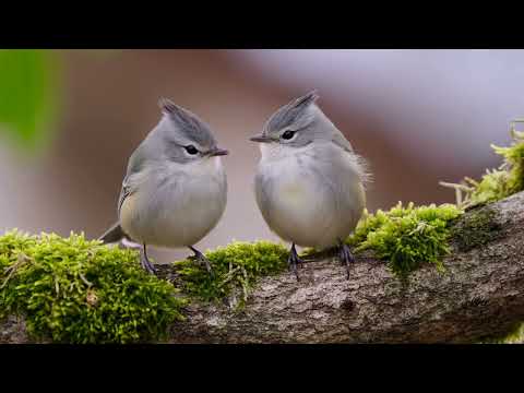 Healing Music for Stress, Anxiety & Overthinking 🌿 Calming Music for Mind, Body & Soul