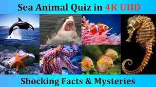 Top 10 Sea Animal Quiz| Top 10 Ocean Animal Quiz| Top 10 Aquatic Animal Quiz by QuizzoRama 177 views 4 months ago 8 minutes, 5 seconds