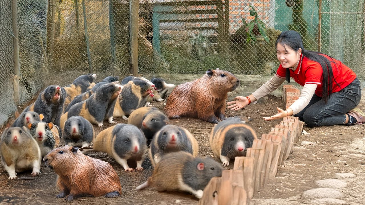 Raising Rats How To Raising Bamboo Rat in Farm & Harvest Fish, Fruits Goes to Market ...