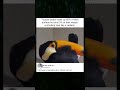 Toucan Beak: Lightweight Heat Regulator