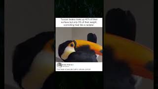 Toucan Beak: Lightweight Heat Regulator