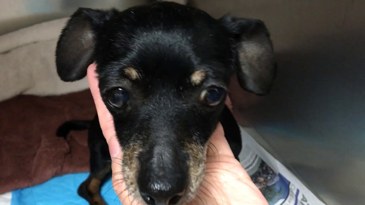 Darcy 3yr female min pinchi mix YouTube