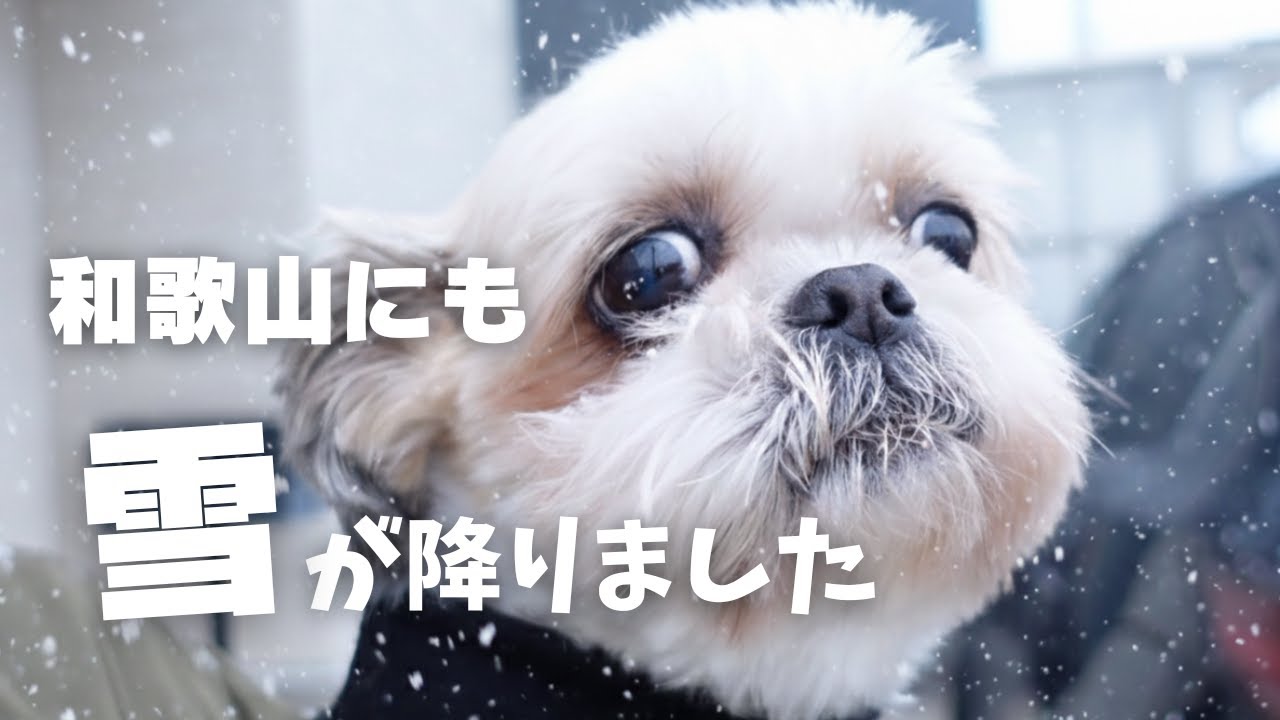 普段雪が降らない街に雪…犬達に雪を体験させたら可愛いすぎたwww
