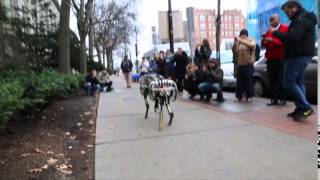 MIT Cheetah Street Walking 2014 Dec 22