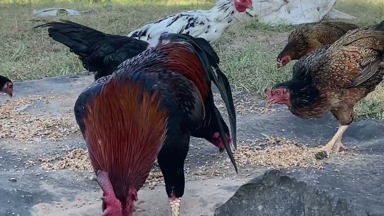 គ្រួសារមាន់. អោយចំនីមាន់ទៀតហើយ🐓🐓😍😍