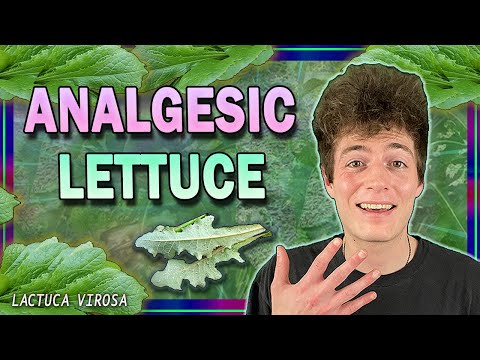 𝗪𝗜𝗟𝗗 𝗟𝗘𝗧𝗧𝗨𝗖𝗘 🥬 Therapeutic Herb for Pain Relief (It Grows Everywhere)