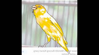menggambar vektor burung kenari #art #designlogos #dop #drawing #logodesign #logotypedesign