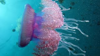 Facts: The Cauliflower Jellyfish (Crowned Jellyfish)