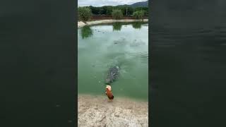 Download Lagu cobak tebak ini hewan apa!!! #short  #viral  #trending MP3