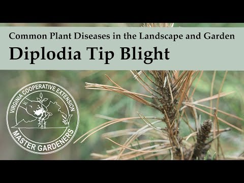 Vídeo: Diplodia Tip Blight: Informações sobre Tip Blight Of Pine Trees