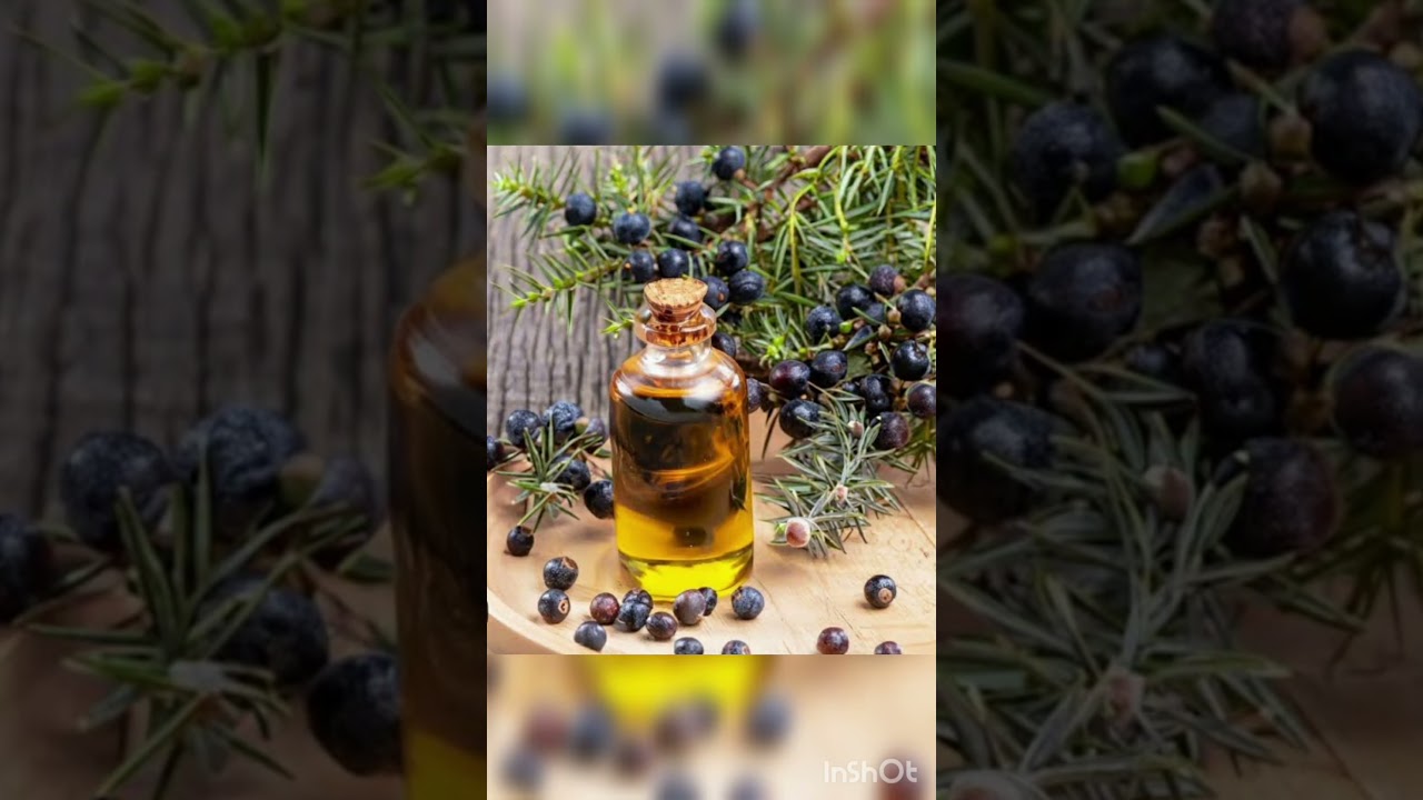 juniper berry essential oil
