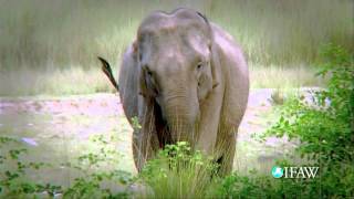 IFAW_А вы любите животных? IFAW_А вы любите животных?