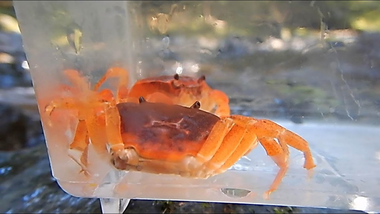 サワガニ】渓流での採集、かんさつ - YouTube