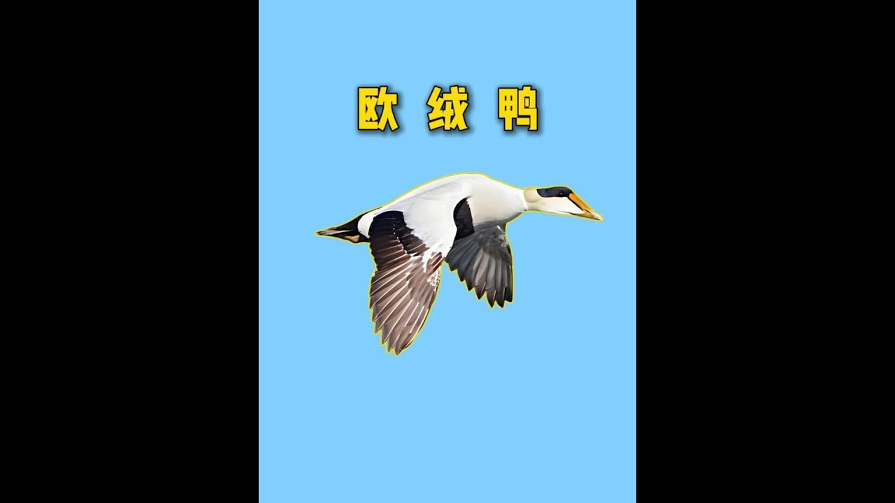 欧绒鸭的秘密：窝里的绒毛，为啥会被人类看上？ 