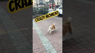 Funny Shiba Inu Dancing and Jumping to a Catchy Chinese Song! πΆπ #funnypup #chiba #dog Funny Shiba Inu Dancing and Jumping to a Catchy Chinese Song! πΆπ #funnypup #chiba #dog