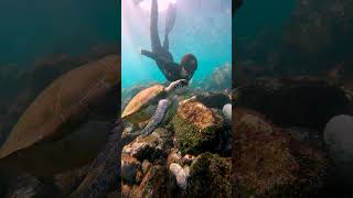 Finding sea turtles ? freediving tenerife ocean