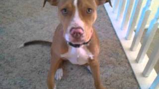 Nina My 5 Month Old Pit Bull...shes Growin