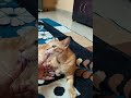 Good Night Cat Adoreble Catfunny Adorably Catvideos Cute Simmba Funnycatvideos