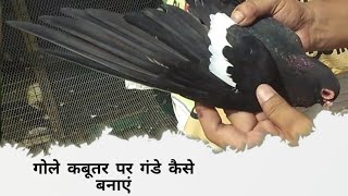 गोले कबूतर पर गंडे कैसे बनाएं || Gole Kabutar || Aman Prabhakar