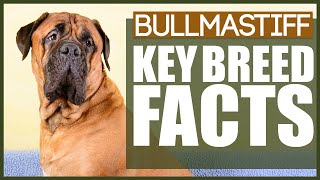 Celebrity You NEED To KNOW This Before Getting A BULLMASTIFF Profile