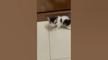 Kitten Kitten Cat Catshorts Cute Catshorts Funny Nothingimposibleinthisworld Kitty Kitten 