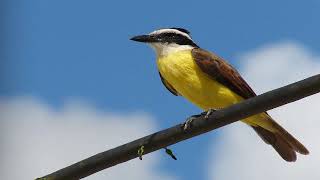 ♫ Cristofue - Benteveo * Pitangus Sulphuratus *  Bichofue ஜ Kiskadee