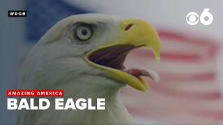 As U.S. nears 250th birthday, bald eagle’s rise as national symbol and fight to protect it