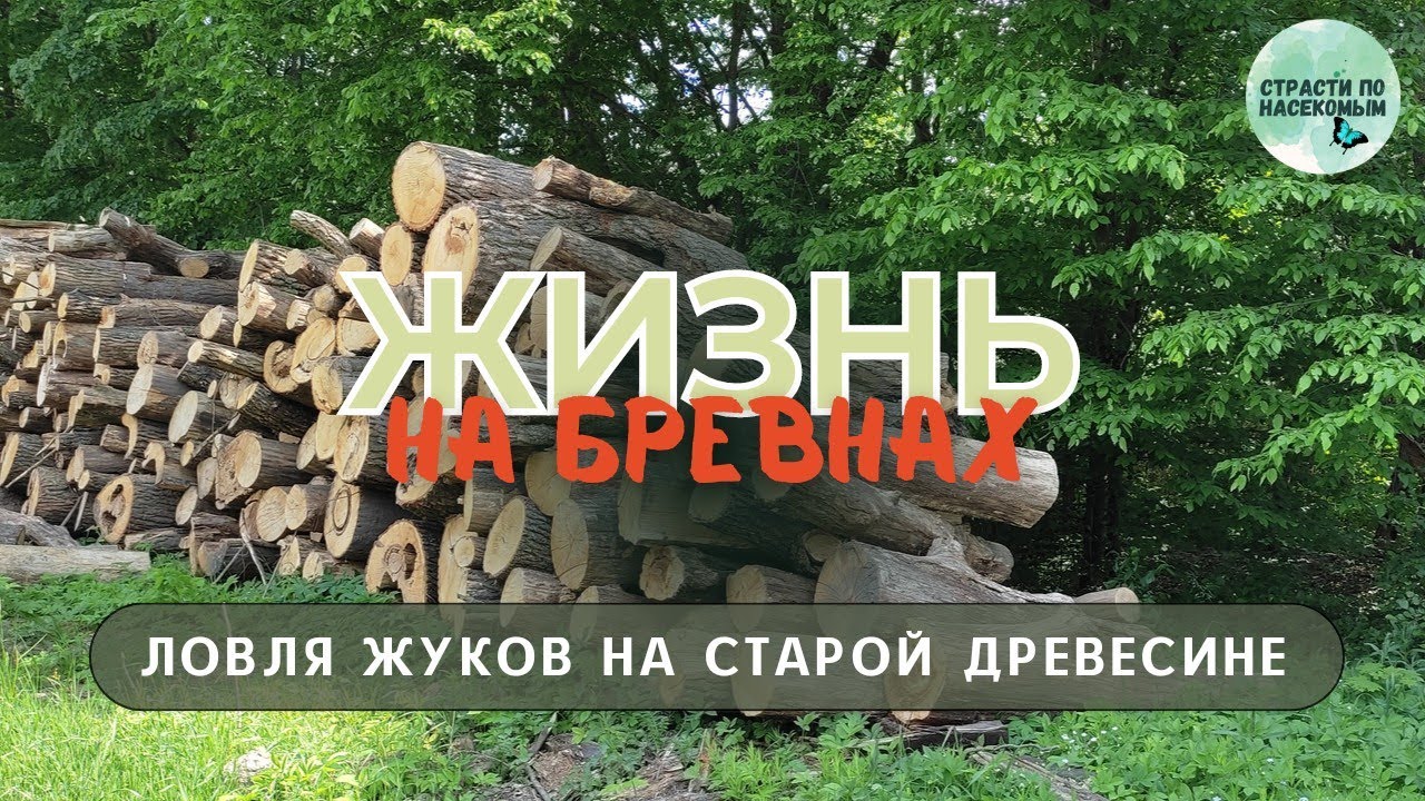 Жизнь на бревнах. Ловля жуков на старой древесине