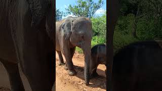 Friendly Elephant Approaches Pov During a Safari Adventure