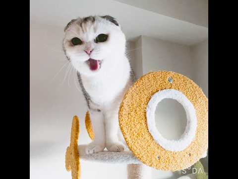 運動音痴の猫でも高いところは好き(ただし怖い) #shorts #cute #猫のいる暮らし #cat #スコティッシュフォールド