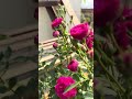 শীতের সকালের গোলাপ ফুল | Nature & Garden Video #garden #mangovarieties #nature #mangofarming
