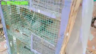 Buying new 4 pegions | ALL PETS PARADISE 🕊️🕊️😽
