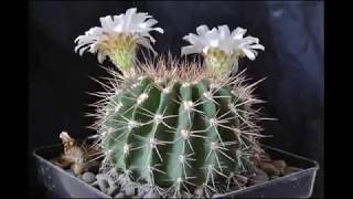 Слайд шоу аcanthocalycium spiniflorum